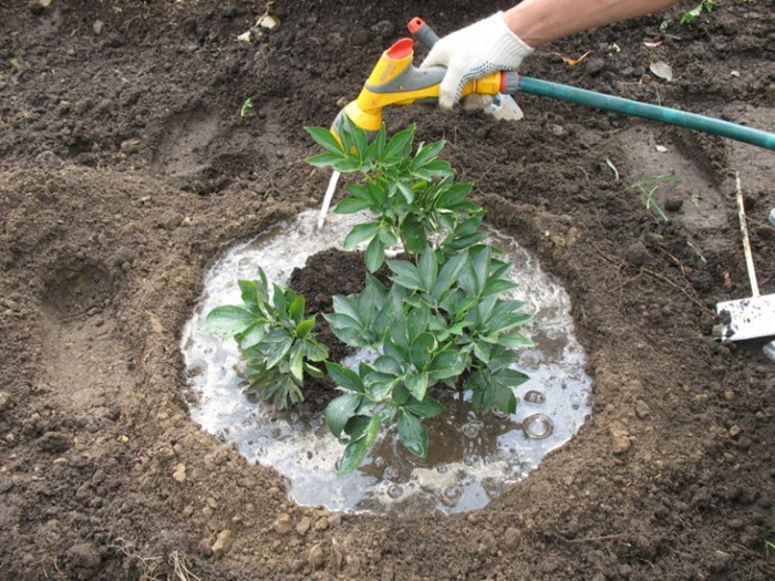 peonies planting and care in the open field in spring planting dates