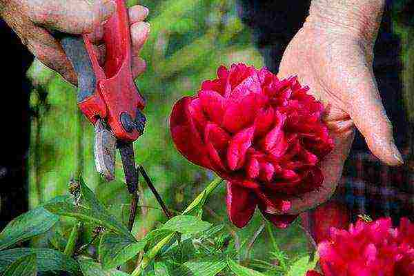 peonies planting and care in the open field in spring planting dates