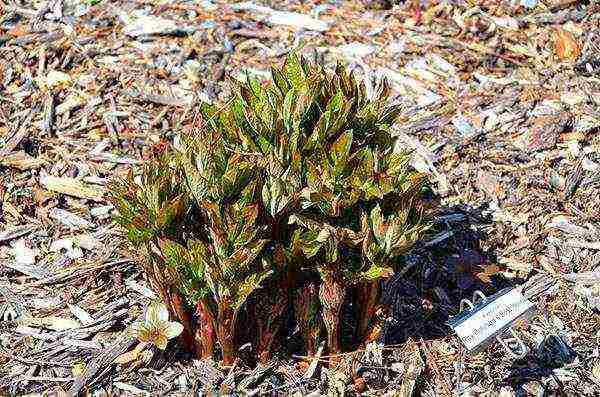 peonies planting and care in the open field in spring planting dates