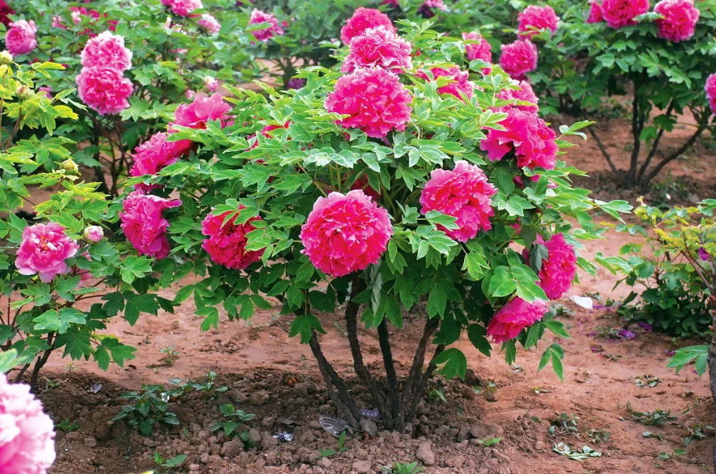 pagtatanim at pangangalaga ng peonies sa bukas na bukid sa mga petsa ng pagtatanim ng tagsibol