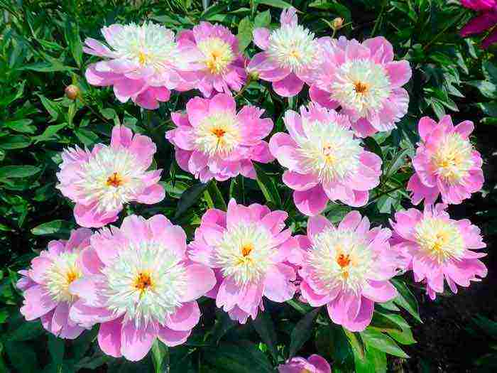 peonies planting and care in the open field in spring planting dates