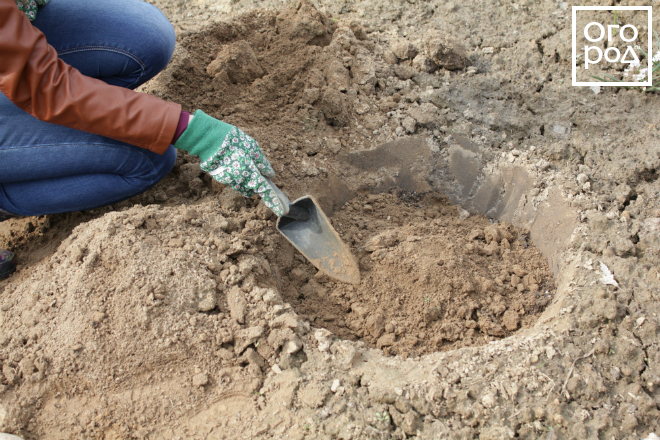 peonies planting and care in the open field in spring planting dates