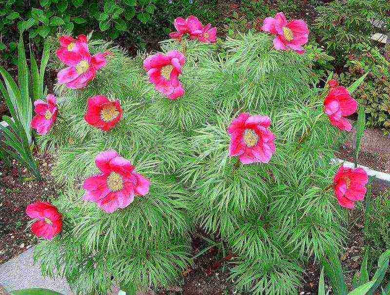 peonies planting and care in the open field in spring planting dates