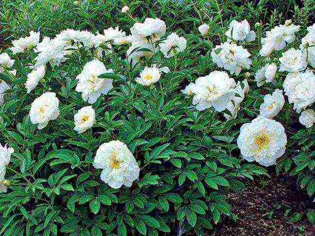 peonies planting and care in the open field in spring planting dates