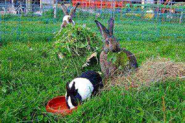 Prepared roughage for rabbits.
