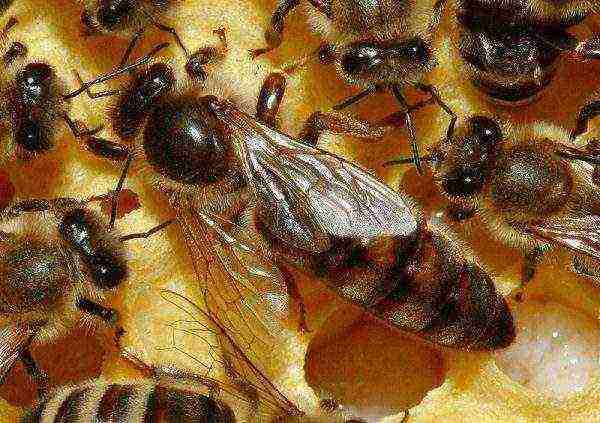 Close-up view of a queen bee
