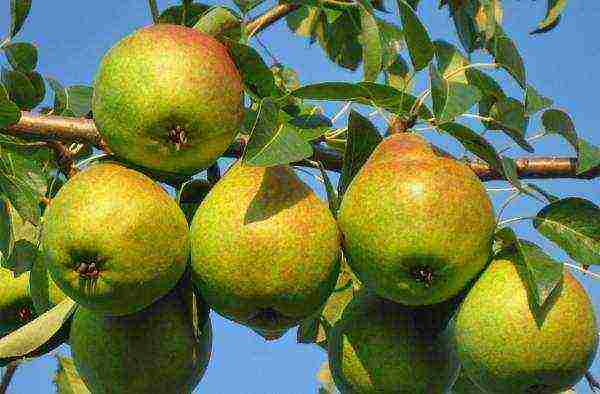 Favorite Klapp - one of the best summer varieties of pears, is unpretentious, capable of bearing fruit in any type of soil