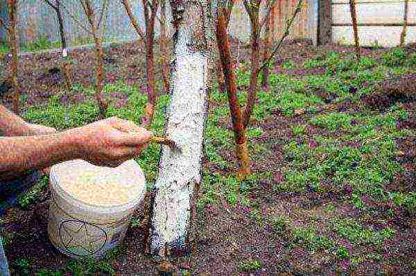 For the winter, the trunk of the cherry plum is whitened and the crown is sprayed from pests