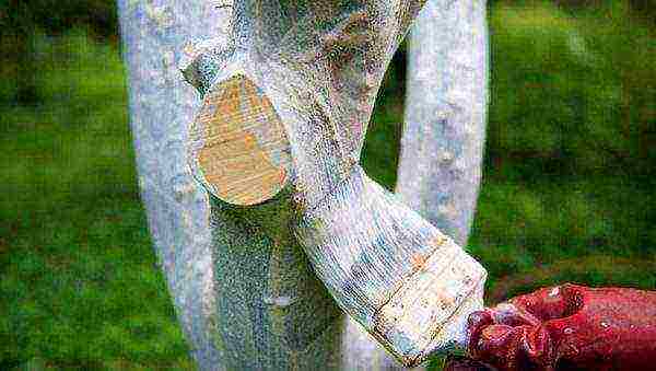 Whitewashing a pear trunk in spring