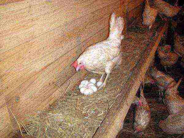 Laying hen with eggs