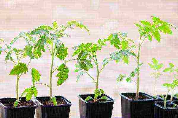 why thermophilic crops are grown in seedlings