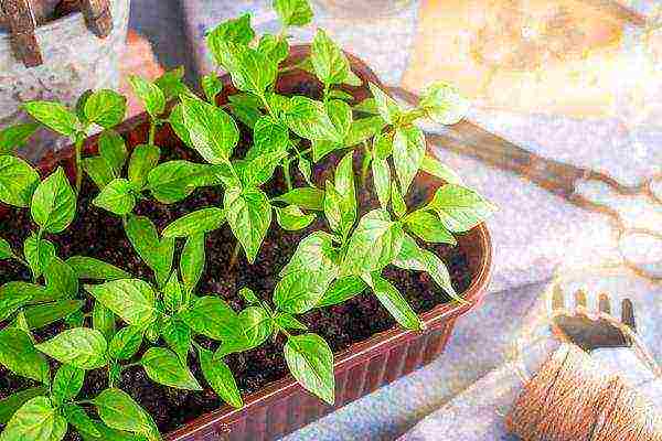 why thermophilic crops are grown in seedlings