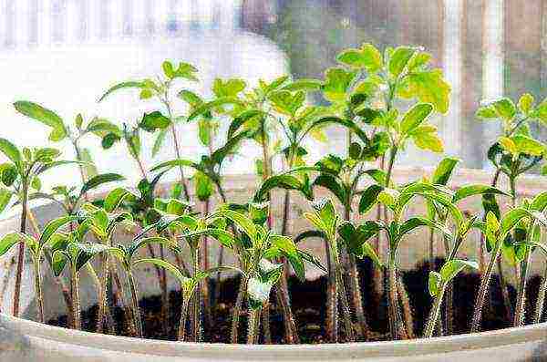 why thermophilic crops are grown in seedlings