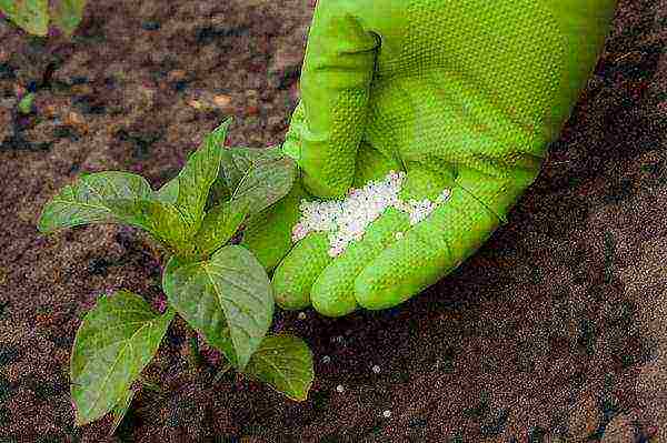 why thermophilic crops are grown in seedlings