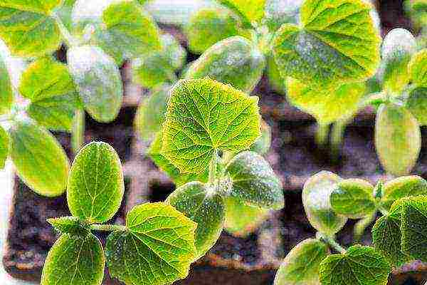 why thermophilic crops are grown in seedlings