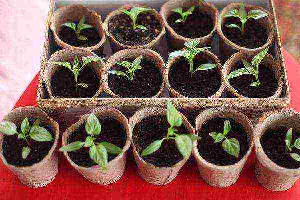 why thermophilic crops are grown in seedlings