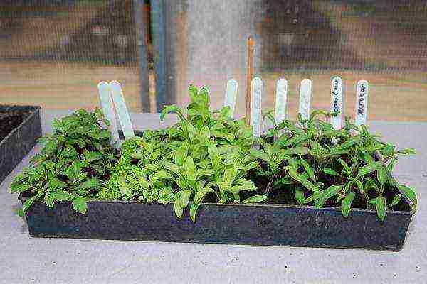 why thermophilic crops are grown in seedlings