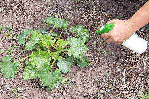 During the entire growing season, zucchini need additional feeding