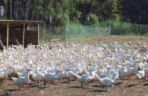 Breeding geese. Goose farm