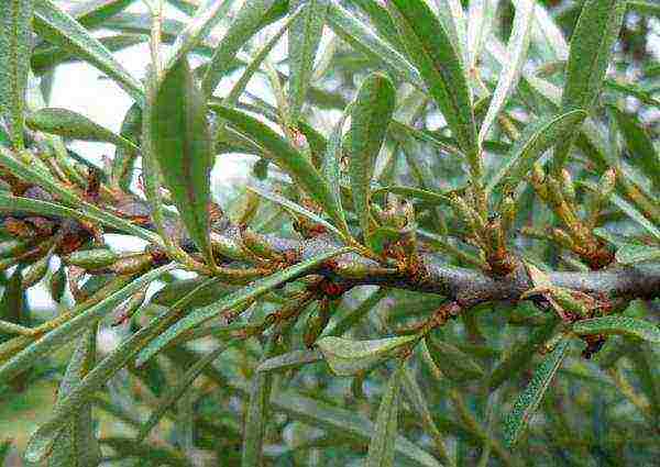 Mga kapaki-pakinabang na katangian ng mga sea buckthorn berry para sa kalusugan, mga benepisyo para sa katawan