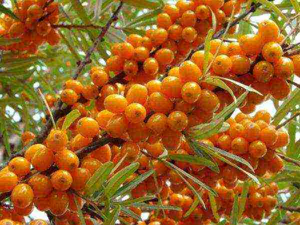 Useful properties of sea buckthorn berries for health, benefits for the body