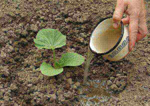 Watering a newly risen zucchini