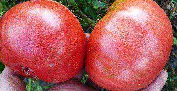good grade tomatoes