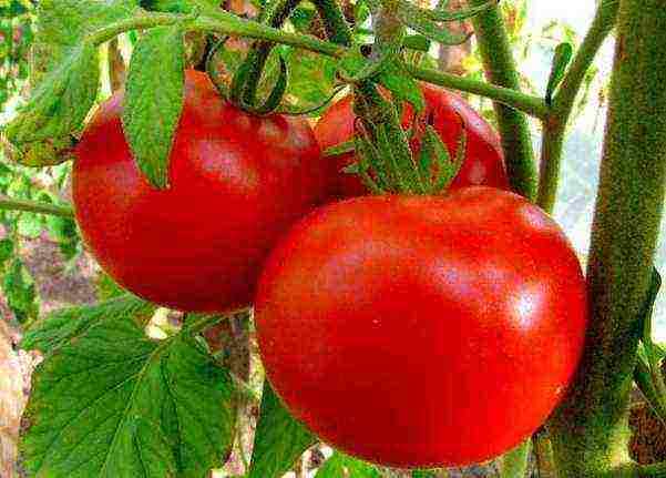 good grade tomatoes