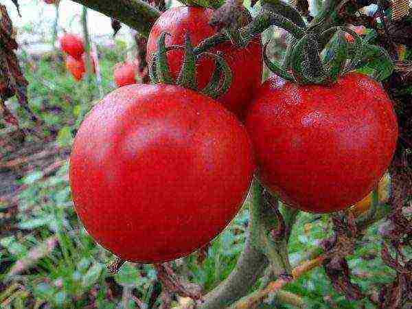 good grade tomatoes