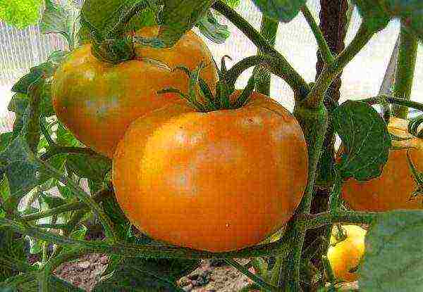 good grade tomatoes