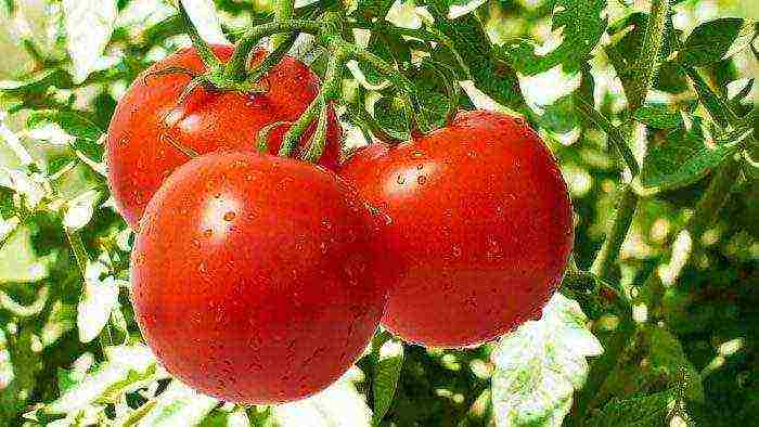 good grade tomatoes