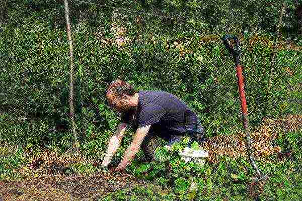 Preparing a pit for planting hazel