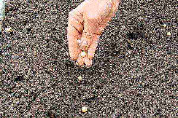 The timing of planting peas in open ground depends on the climate of the area.