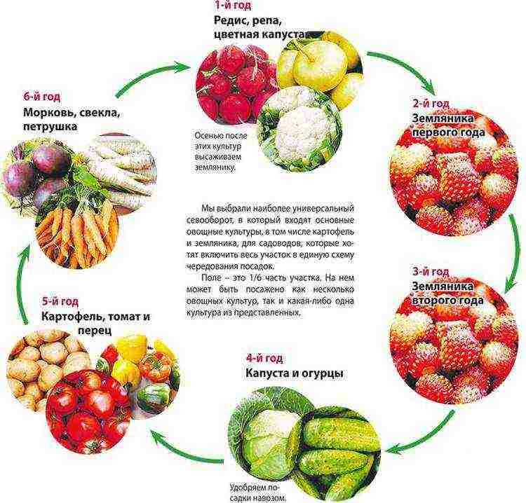 planting and caring for remontant strawberries in the open field