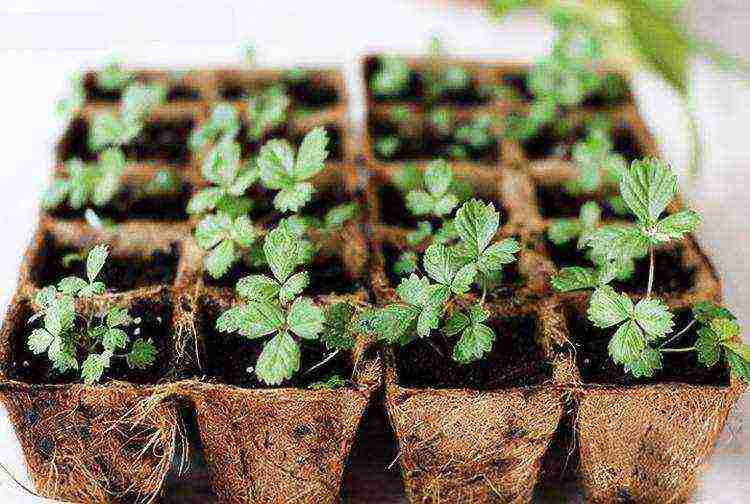 pagtatanim at pag-aalaga ng mga remontant strawberry sa bukas na bukid