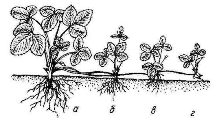 planting and caring for remontant strawberries in the open field