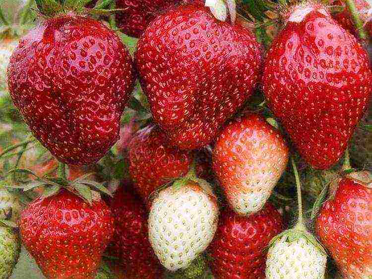 planting and caring for remontant strawberries in the open field