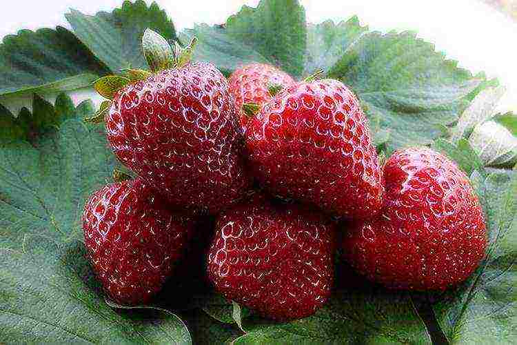 planting and caring for remontant strawberries in the open field