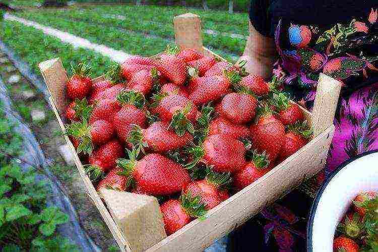 planting and caring for remontant strawberries in the open field