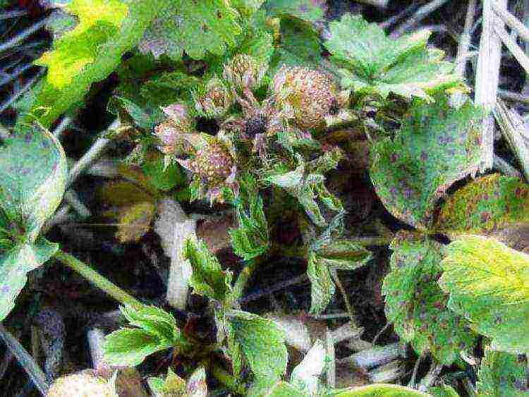 planting and caring for remontant strawberries in the open field