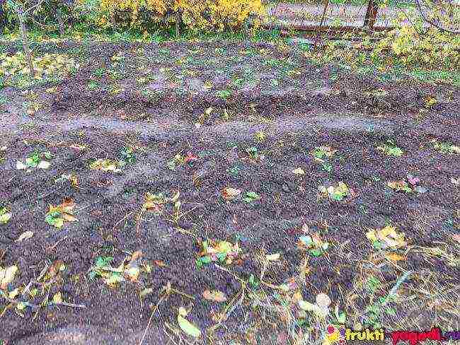 planting and caring for remontant strawberries in the open field