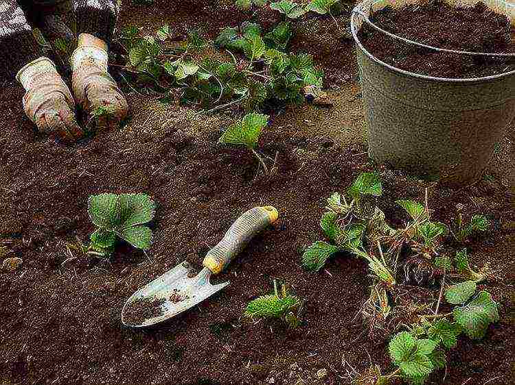 planting and caring for remontant strawberries in the open field