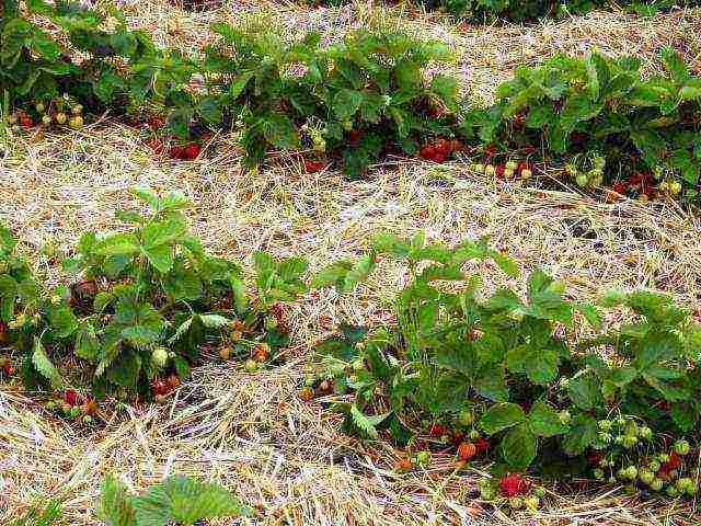 planting and caring for remontant strawberries in the open field