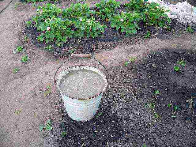 planting and caring for remontant strawberries in the open field