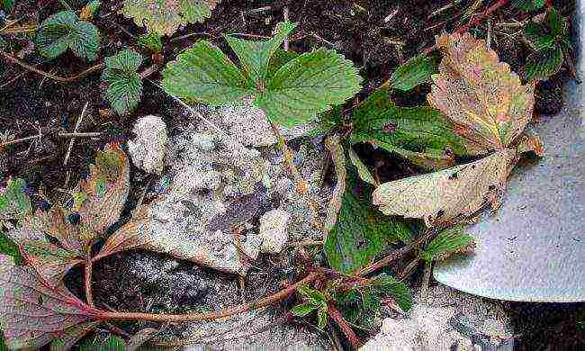 planting and caring for remontant strawberries in the open field