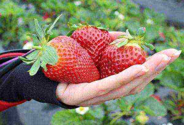 pagtatanim at pag-aalaga ng mga remontant strawberry sa bukas na bukid