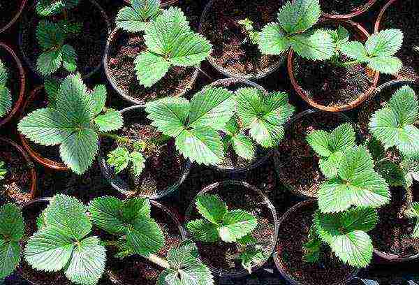 planting and caring for remontant strawberries in the open field