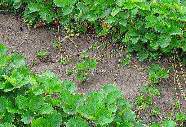 planting and caring for remontant strawberries in the open field