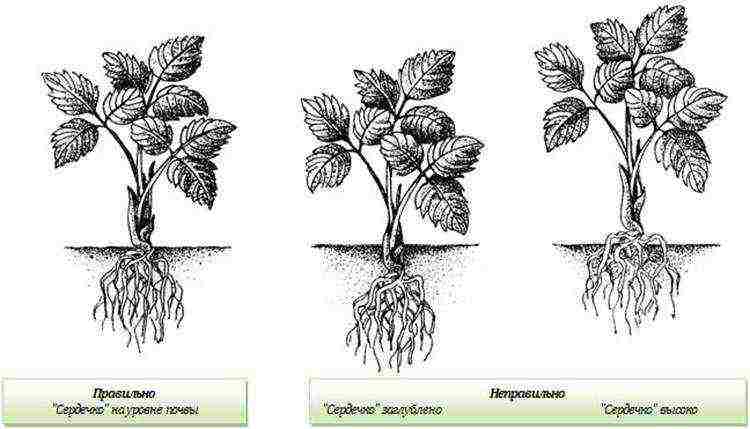 planting and caring for remontant strawberries in the open field