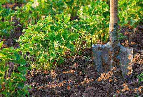 planting and caring for remontant strawberries in the open field